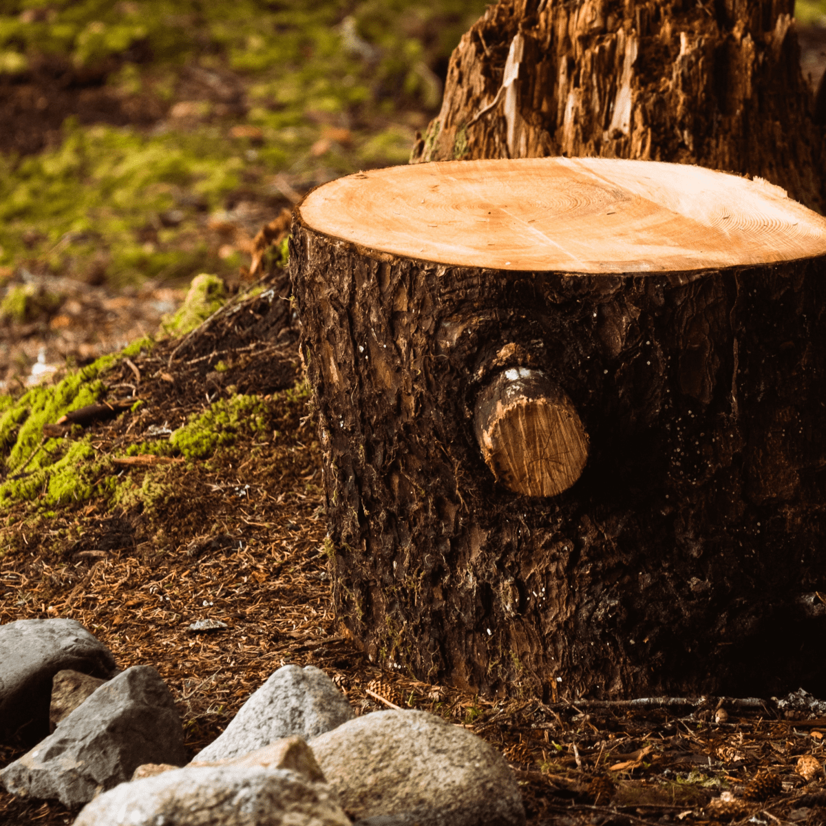 How to Remove Tree Stumps: A Step-by-Step Guide for Homeowners